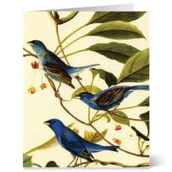 Audubon Birds Notecards