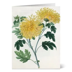 Botanical Illustrations Notecards